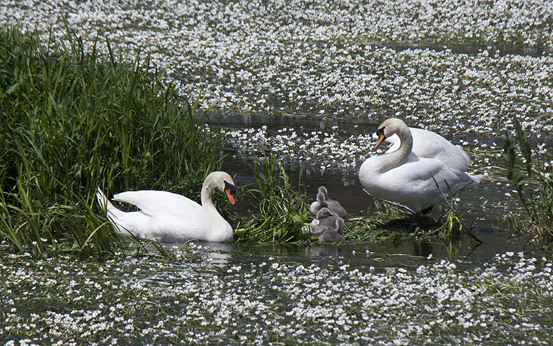 Tour Loire 05 - 201520150522_05226132 Kopie.jpg - Und diese schönen Bilder von einer  Schwanfamilie beenden unsere 4 wöchige Tour 